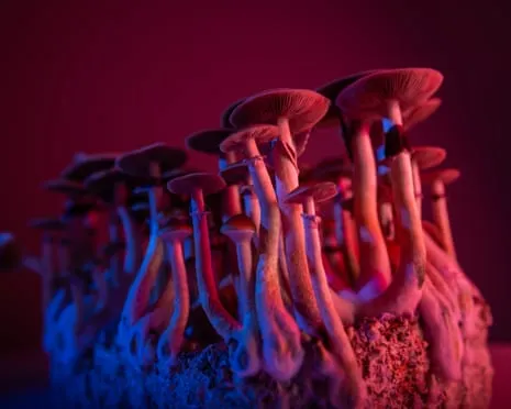 Regarding Substances by the Author: An Intellectual Exploration into Psychedelics